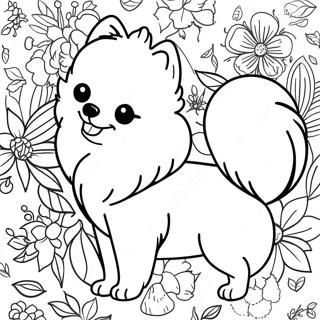 Pomeranian Varityskuva 118573-53722