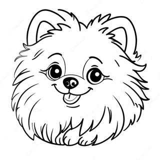 Pomeranian Varityskuva 118573-53724