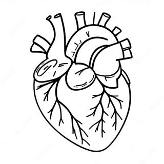 Sydämen Anatomia Värityskuvat